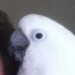 Merlin the Umbrella Cockatoo